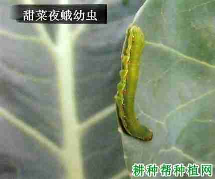 种芝麻如何防治甜菜夜蛾病害(种芝麻如何防治甜菜夜蛾害虫)